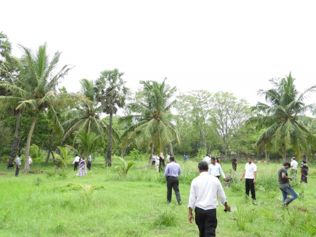 Tree Plantation at GA Bungalow
